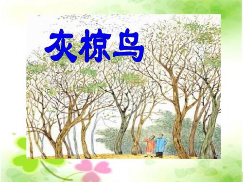 苏教版五年级下册《灰椋鸟》PPT课件 2