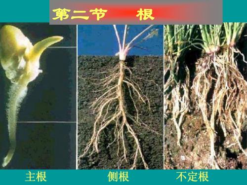 根的形态构造与功能(植物科学基础)