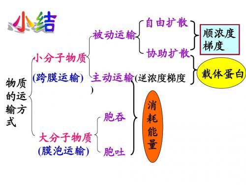 酶的作用及本质