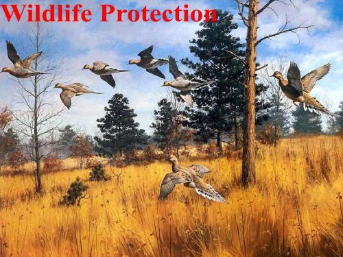 必修二unit4wildlifeprotectionreading