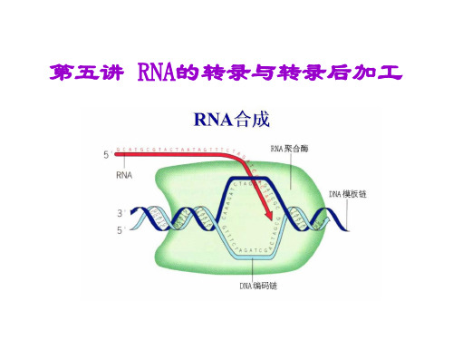 第五讲--RNA的转录与转录后加工(一)讲课教案