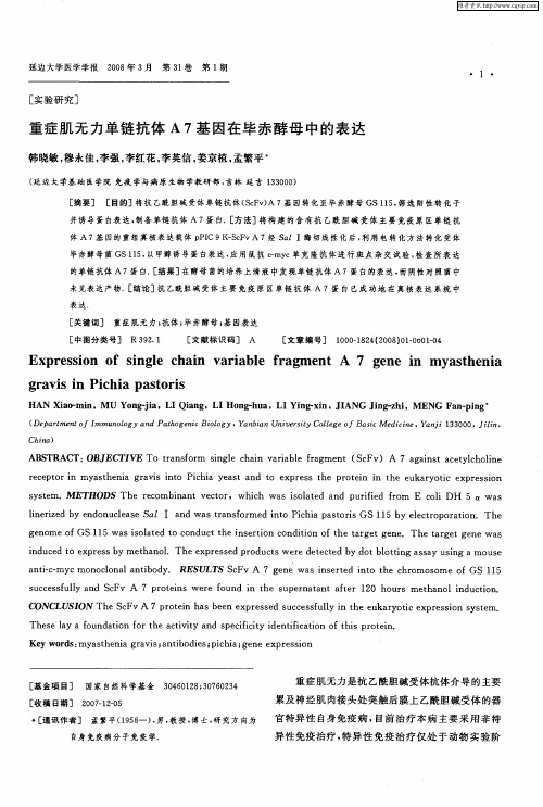 重症肌无力单链抗体A7基因在毕赤酵母中的表达