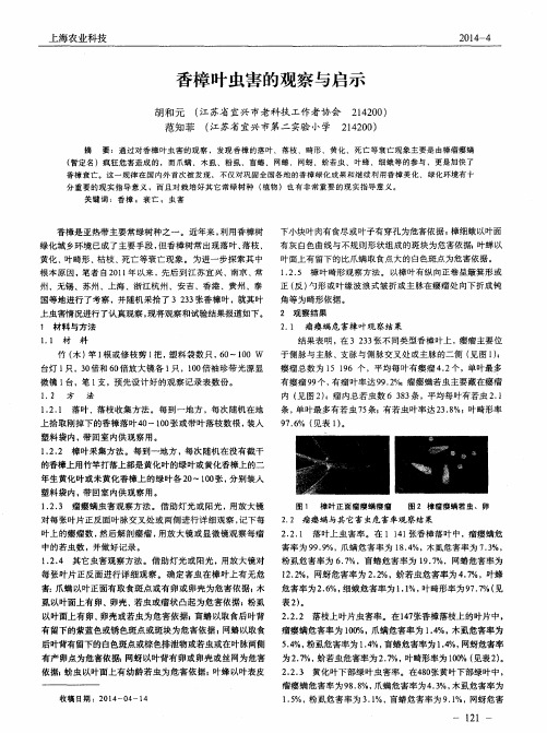 香樟叶虫害的观察与启示
