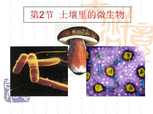 苏科版初中生物七下5.12.2《土壤里的微生物》课件(41张)(共41张PPT)