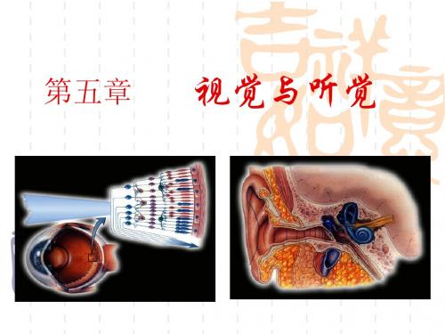 08 视觉与听觉