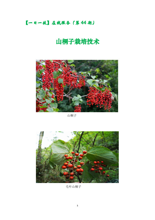 【一日一技】第44期山桐子栽培技术