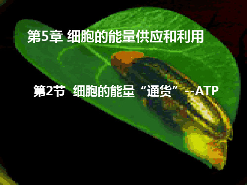 细胞的能量“通货”——ATPppt25 优秀课件