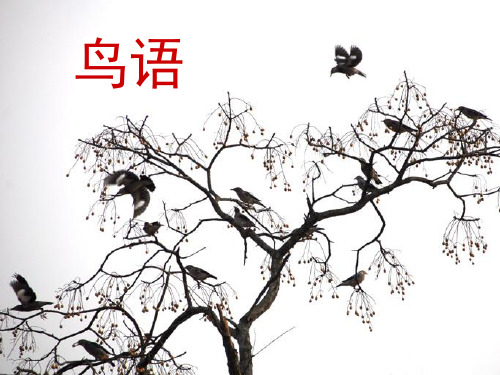 《鸟语》第一课时课件