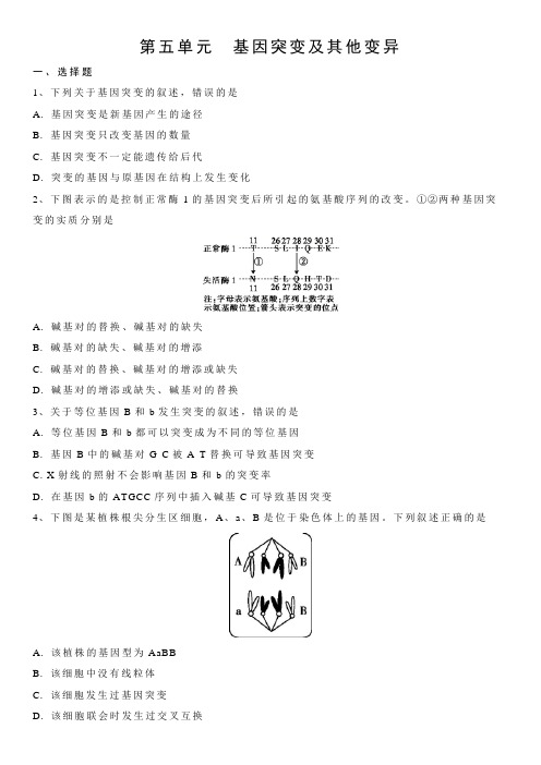 人教版高一生物必修2单元复习训练：第五单元 基因突变及其他变异