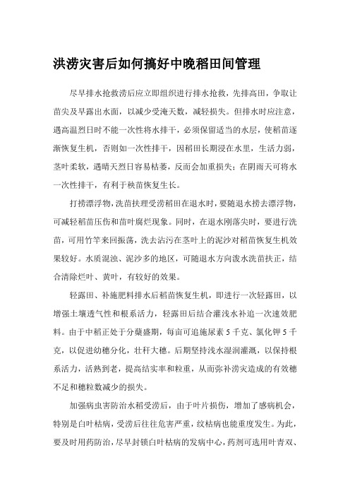 洪涝灾害后如何搞好中晚稻田间管理