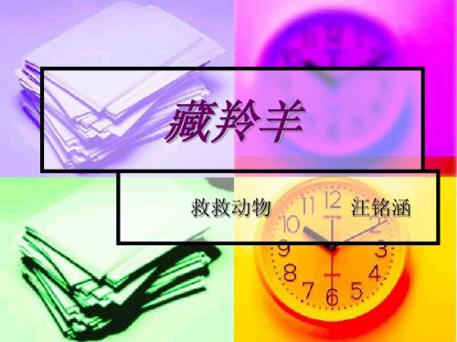 藏羚羊