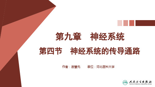 系统解剖学(应用型创新规划教材)PPT课件 第九章 神经系统 神经系统的传导通路