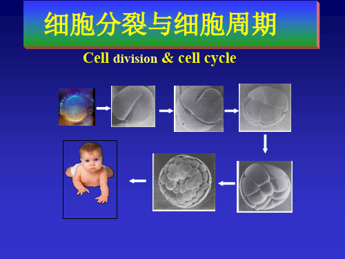 医学细胞生物学-13章 细胞分裂与细胞周期
