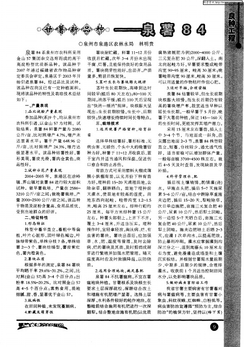 甘薯新品种——泉薯84