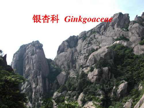 常见园林植物-针叶树种所属类群的主要形态特征2-银杏科