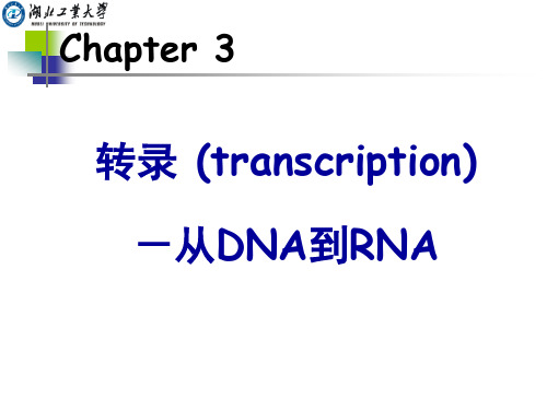 CHAPTER 3 转录