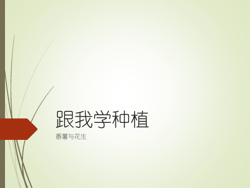 种植番薯和花生的ppt课件