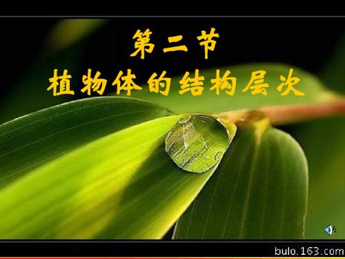 植物体的结构层次
