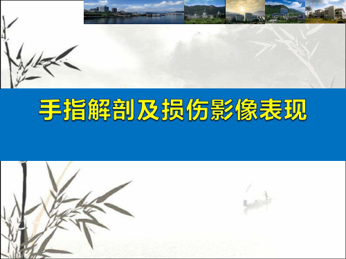 手指解剖及损伤影像表现 PPT