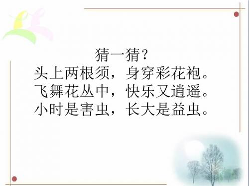 四年级美术上册第14课蝴蝶落我家PPT课件3湘美版