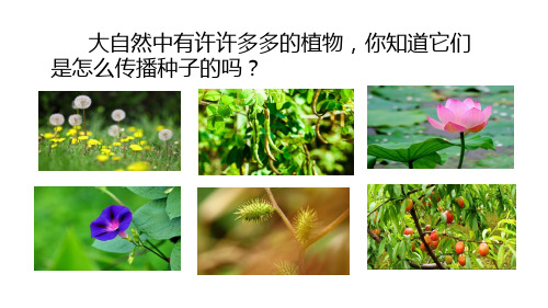 二年级语文【下】上册3植物妈妈有办法(71张ppt)部编版公开课课件