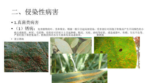 (完整版)主要农作物病害识别课件
