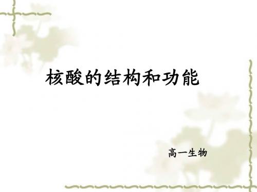 核酸的结构和功能-