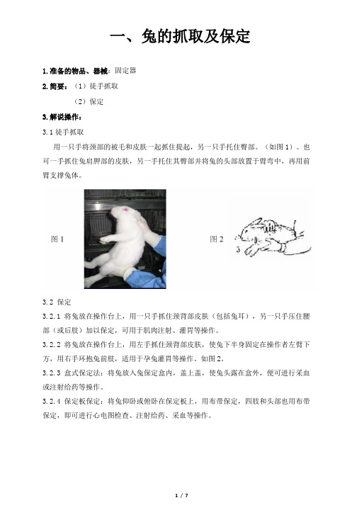 兔实验技术操作