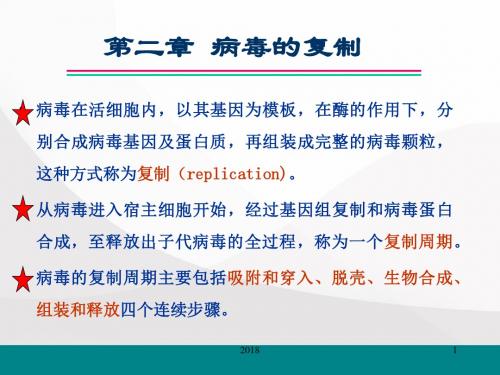 病毒复制过程PPT参考课件
