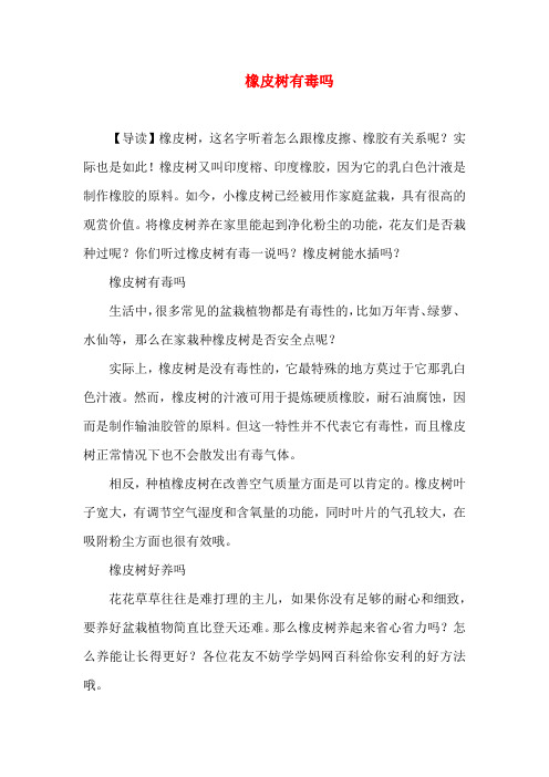 橡皮树有毒吗