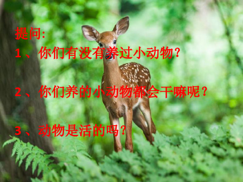 一年级上册课件科学15《植物是活的》教科版