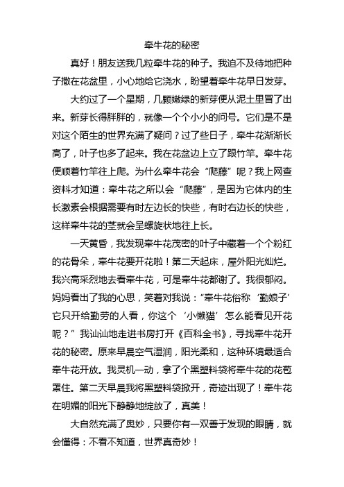 牵牛花的秘密