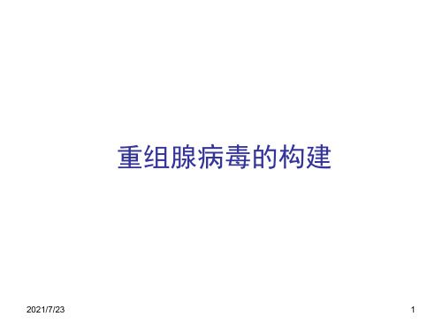 腺病毒载体构建PPT课件