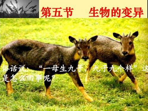 生物的变异