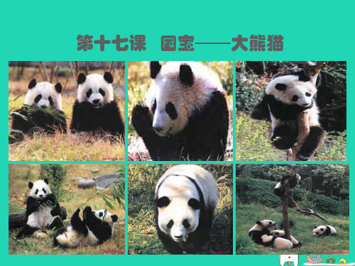 七年级语文下册第四单元第十七课《国宝大熊猫》课件(新版)苏教版