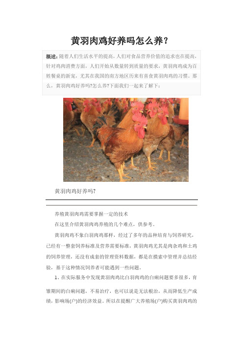 黄羽肉鸡好养吗怎么养