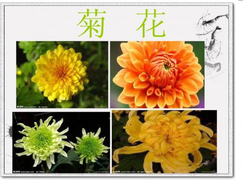 小学二年级传统文化第五课《画菊》