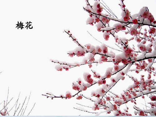 优质课一等奖小学综合实践《巧手工艺坊：花卉与生活》