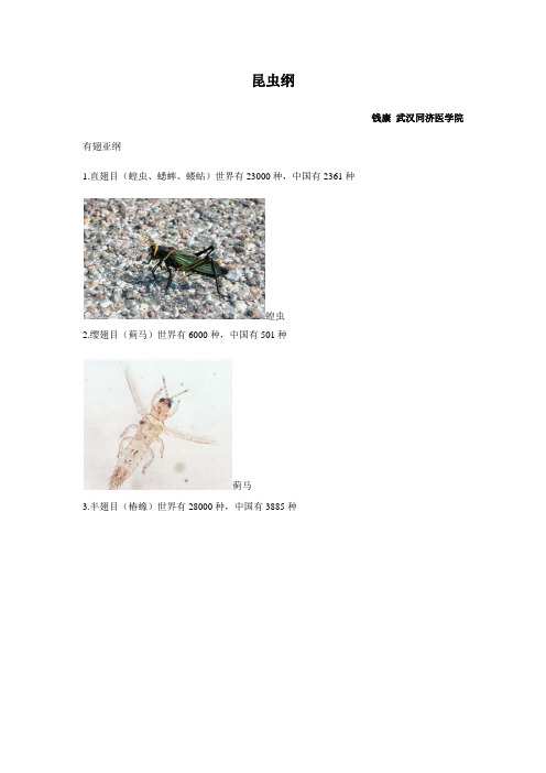 昆虫纲