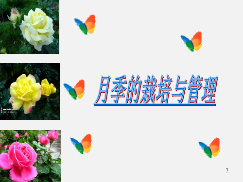 月季的栽培与管理课件