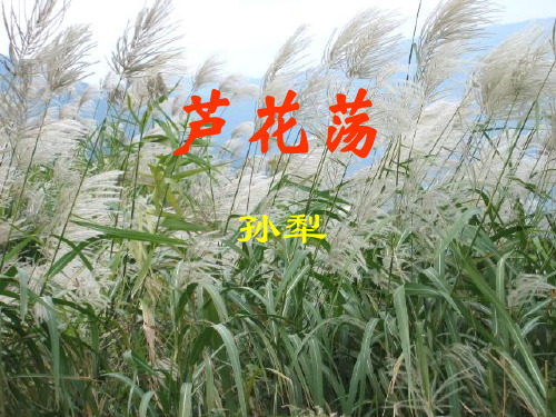 人教版八年级语文上册课件：第一单元2 芦花荡 (共45张PPT)
