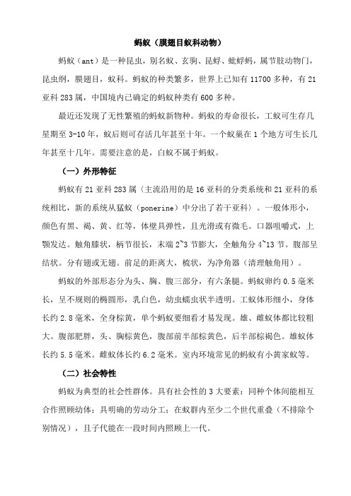 蚂蚁 膜翅目蚁科动物