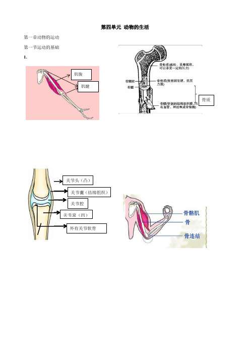 冀少版生物八上第四单元动物的生活知识点总结