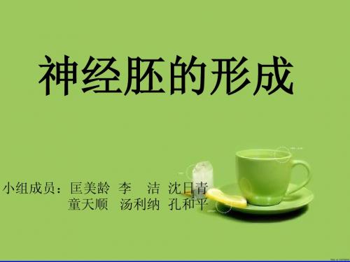 5-神经胚