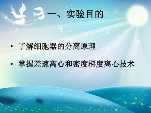 实验六细胞器的分离与观察课件
