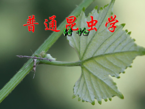 《普通昆虫学》绪论