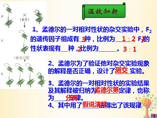高中生物第一章遗传因子的发现第2节孟德尔的豌豆杂交实验(二)2课件新人教版必修2