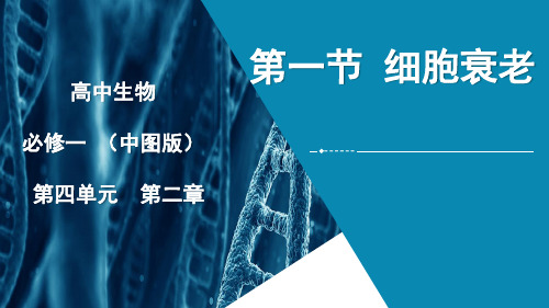 《第一节 细胞衰老》PPT课件(辽宁省市级优课)