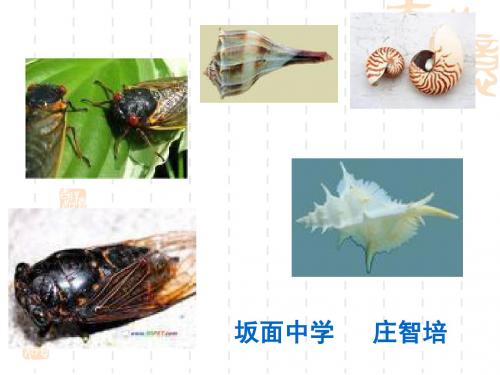 短文两篇·蝉·贝壳PPT课件19 人教版 (共17张PPT)