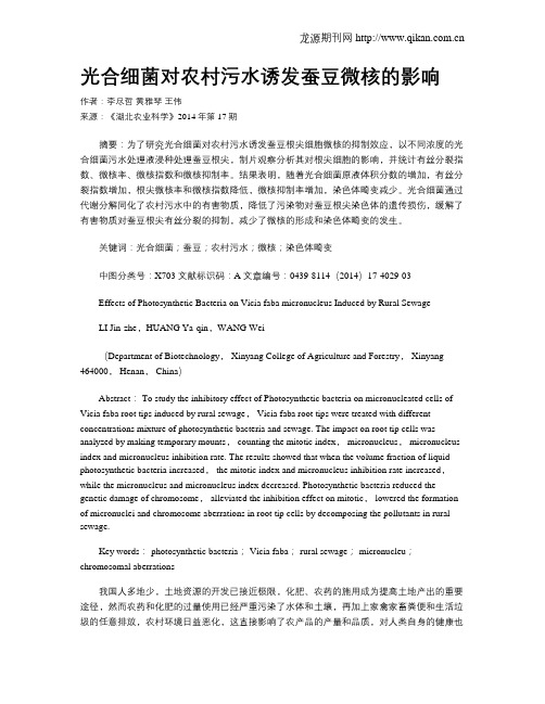 光合细菌对农村污水诱发蚕豆微核的影响